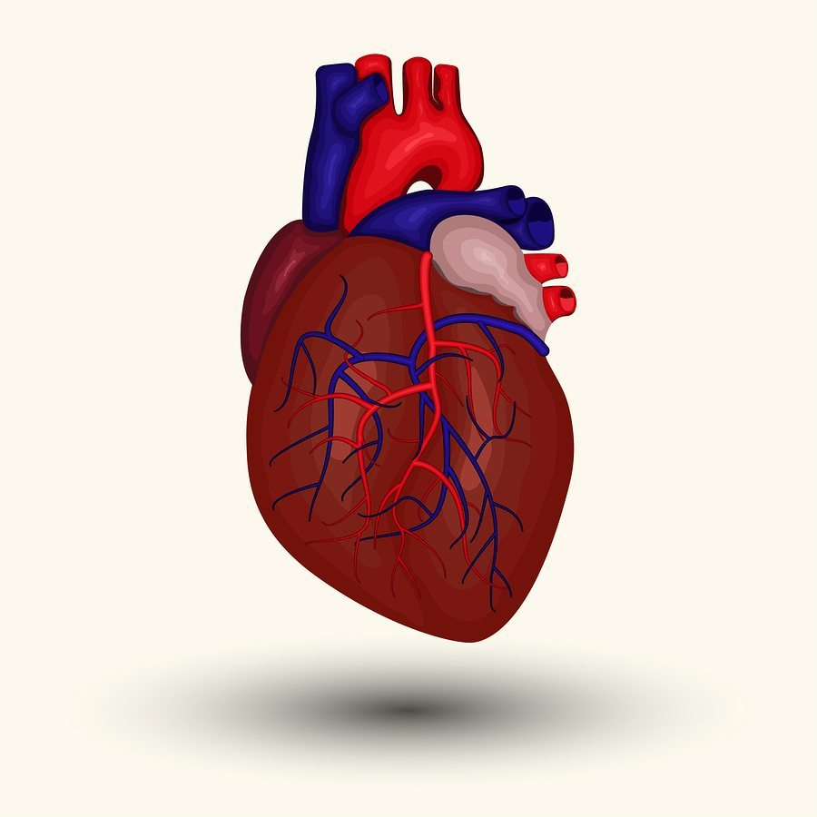 Atrial Fibrillation and Heart Health How to Live an Active Life with AFib
