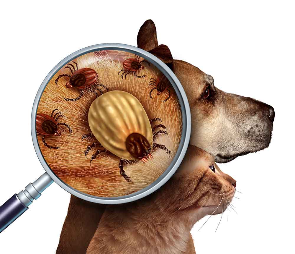 Ticks on a dog